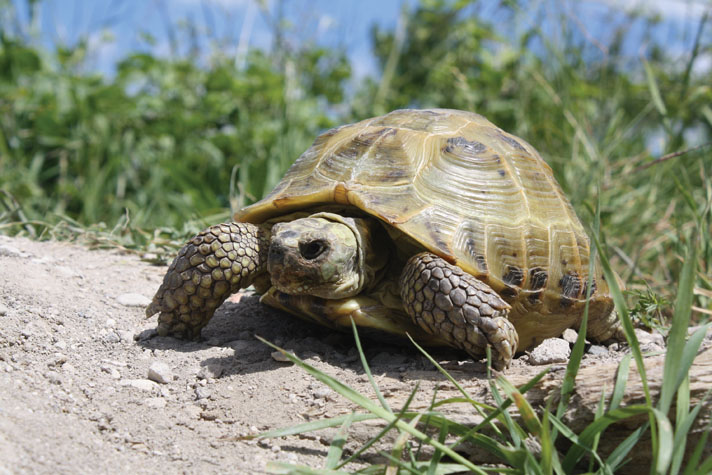 Russian tortoise