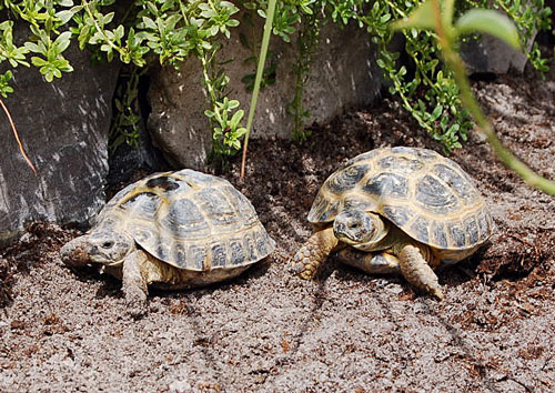 russian tortoises