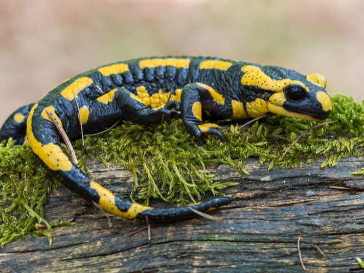 Black and yellow-spotted salamander