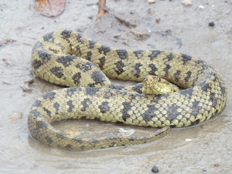 Mangrove salt marsh snake green phase