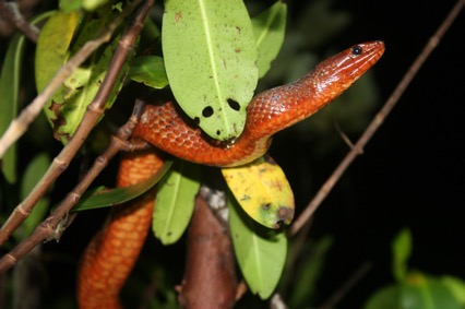 Rhinoceros snake  Smithsonian's National Zoo and Conservation