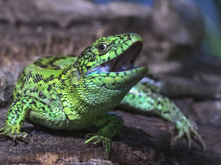 sand lizard