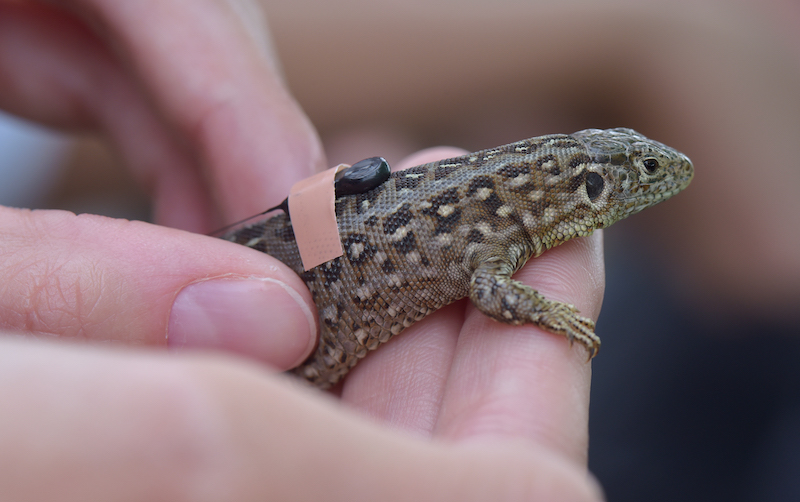 Sand lizard