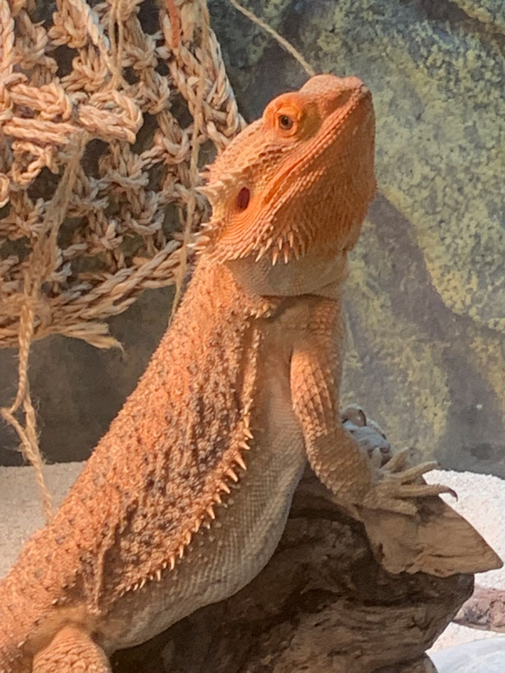 Bearded dragon pet store near outlet me