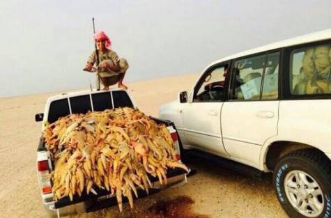 saudi men with truckload of Uromastyx lizards, called dhabi in Saudi Arabia