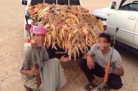 uromastyx hunting saudi arabia