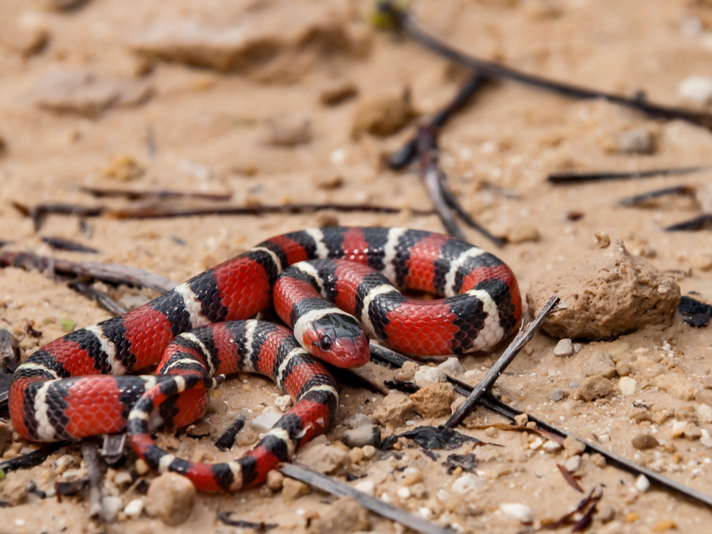 Scarlet kingsnake