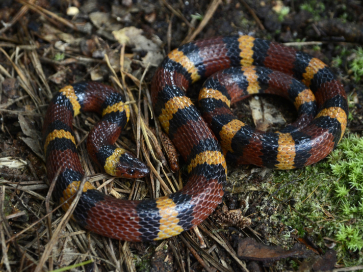 Scarlet kingsnake