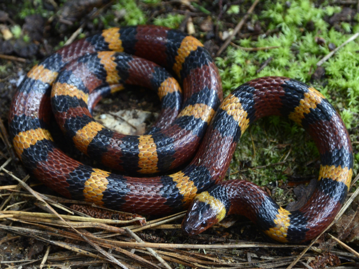 scarlet kingsnake