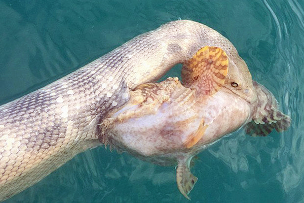 sea snake versus stone fish