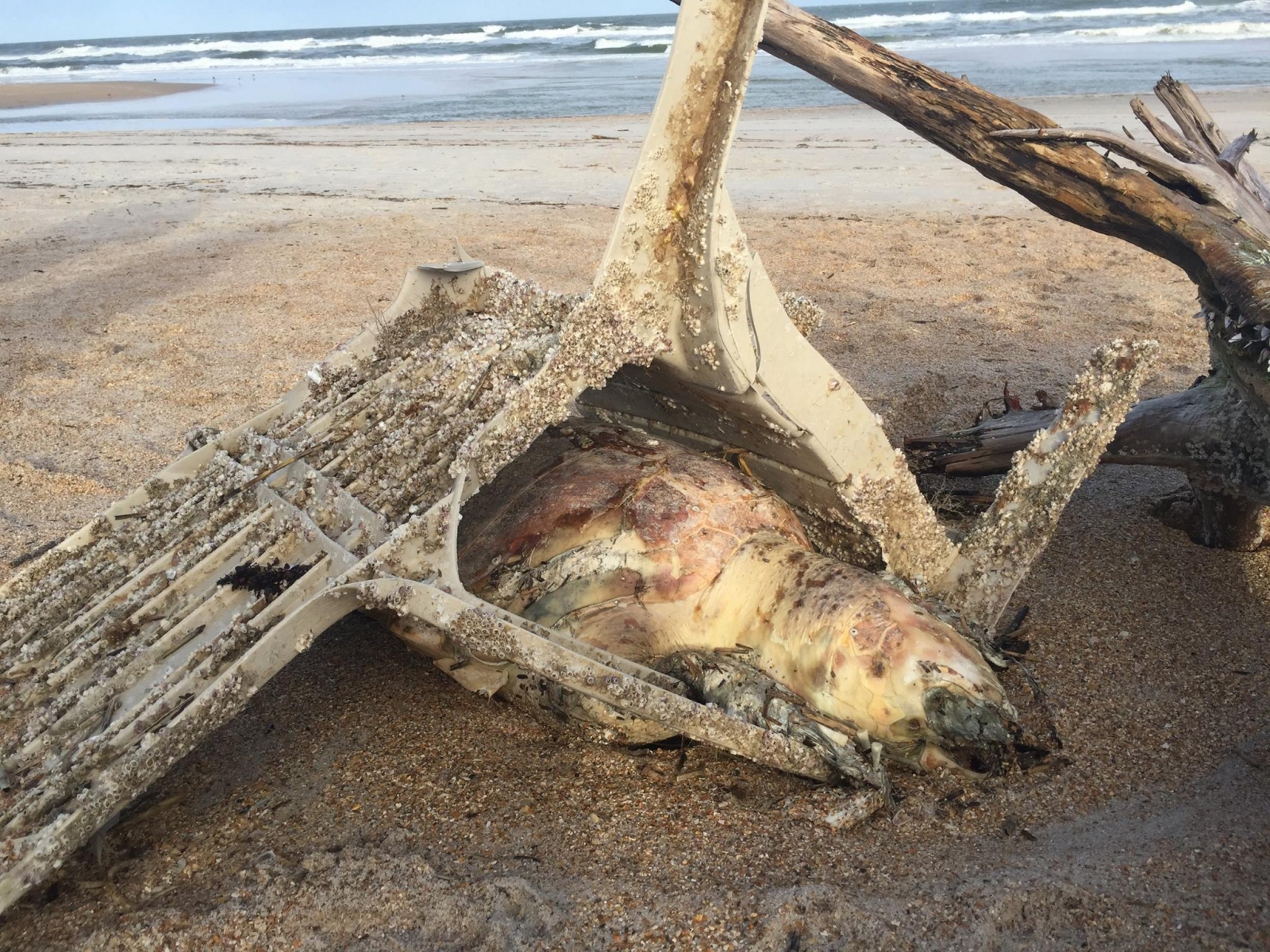 Dead sea turtle stuck in lawn chair