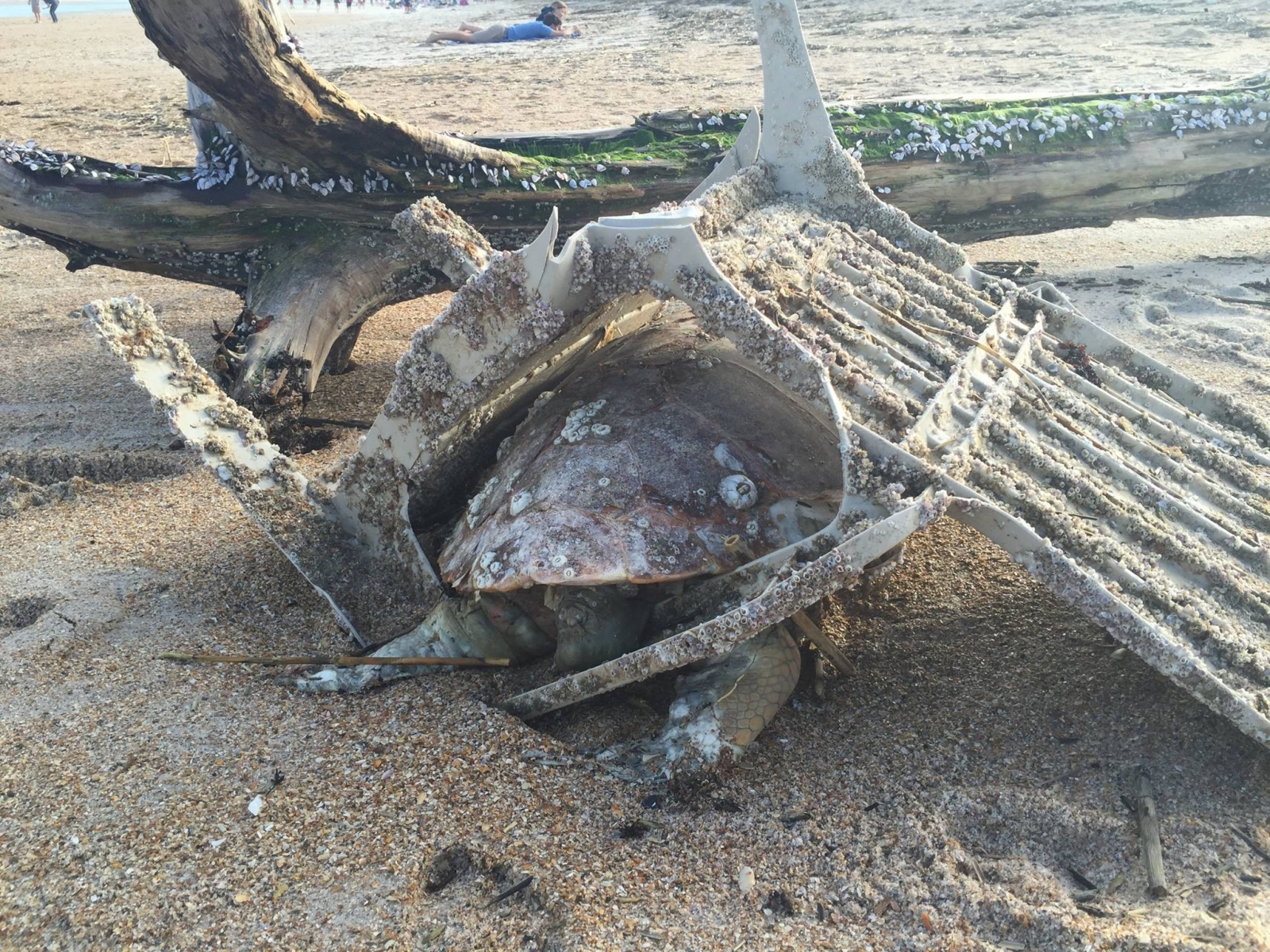 dead sea turtle stuck in plastic lawn chair
