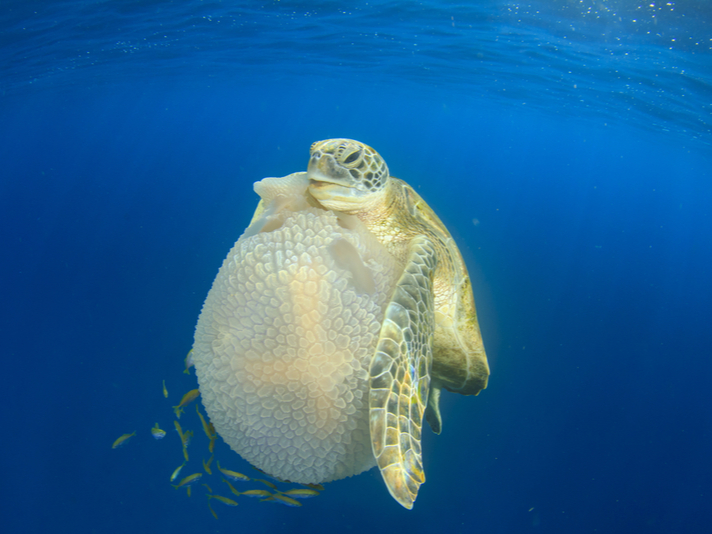 A sea turtle uses flippers to manipulate a jelly