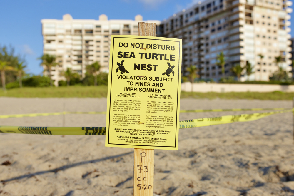 sea turtle nest