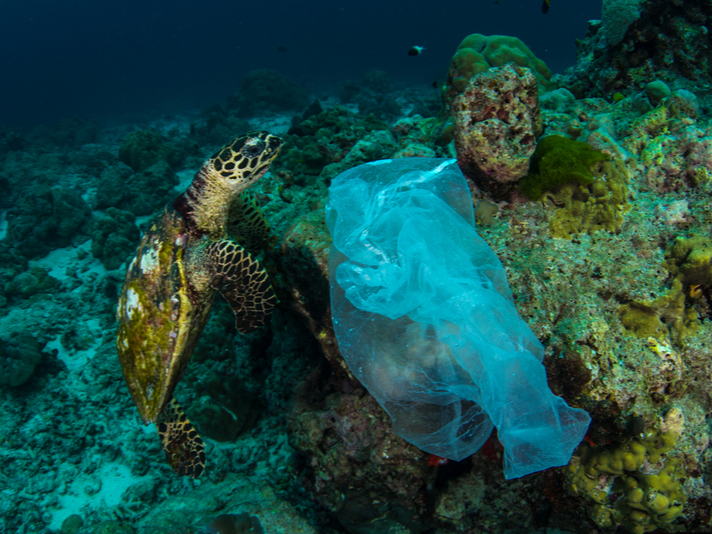 sea turtle and plastic
