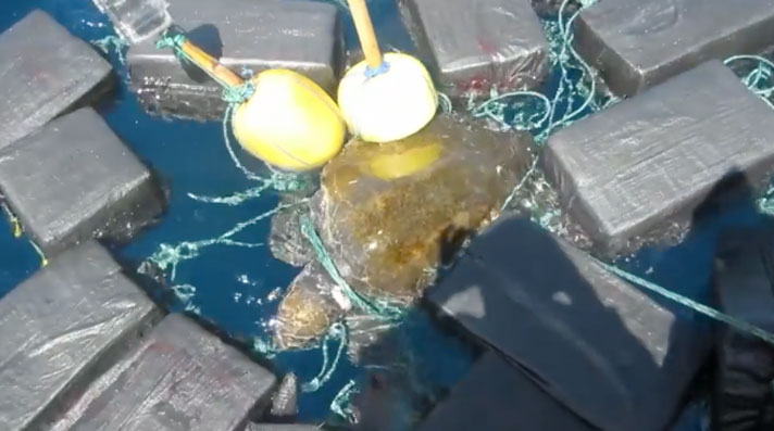 sea turtle entangled in cocaine bales