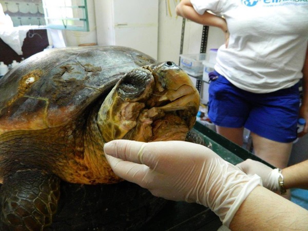 damaged jaw of the loggerhead sea turtle