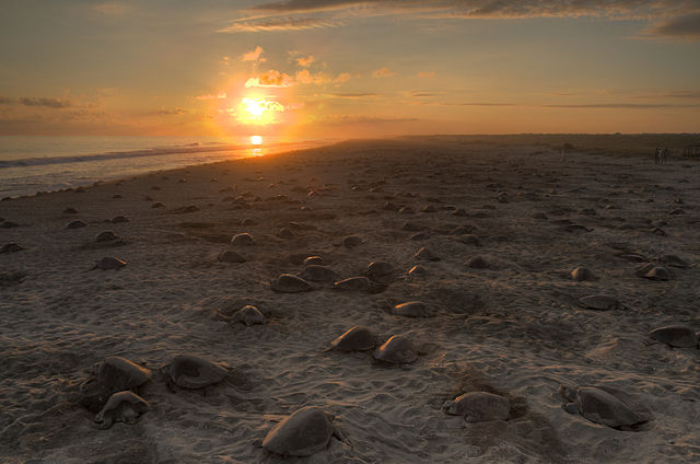 Sea turtles nesting in Mexico