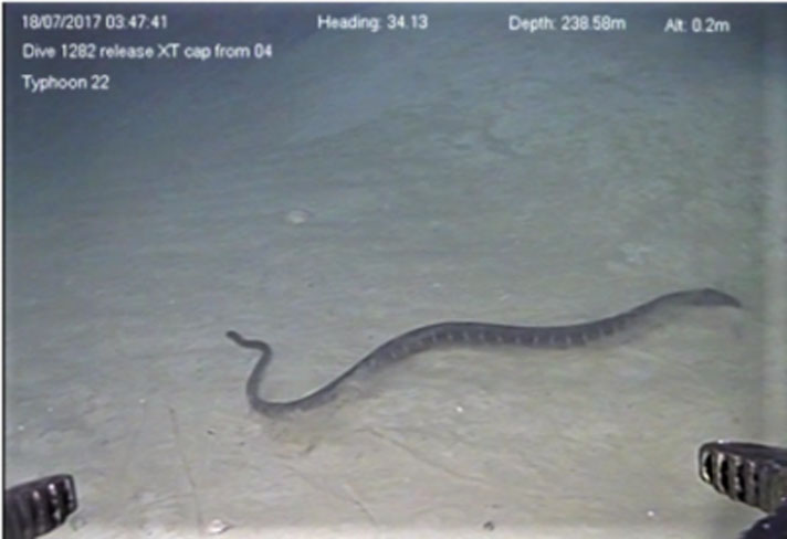 Sea snake diving at 250 meters