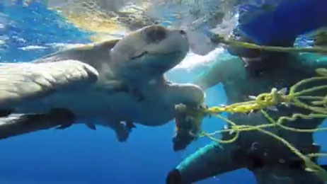 Sea turtle freed from entanglement