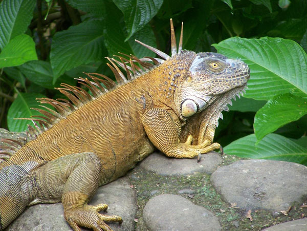 Spectacled iguana