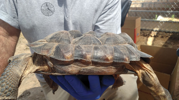 Shell pyramiding in a desert tortoise.