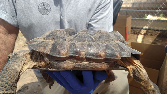 Shell Pyramiding In Tortoises