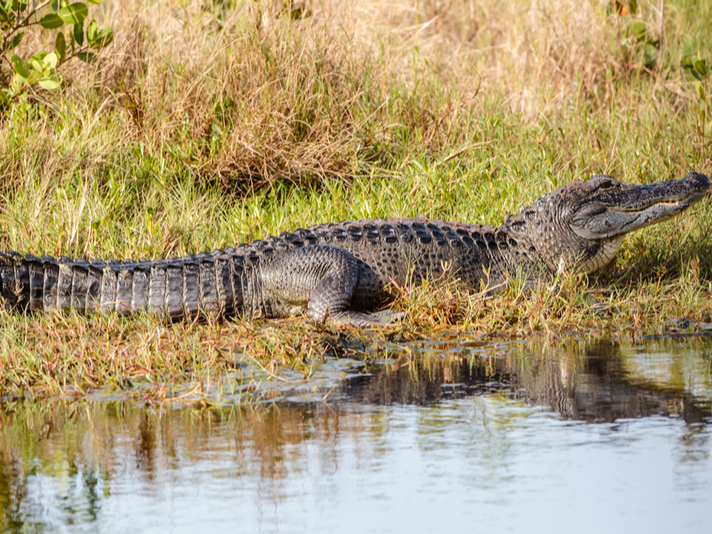 American alligator