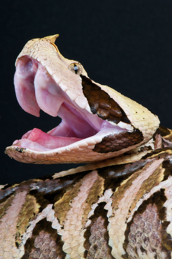 Five True Viper Snake Species Reptiles Magazine   Shutterstockgaboon Viper 