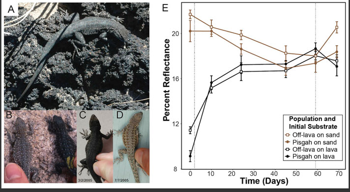 side-blotched lizard coloration