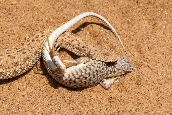 sidewinder injects venom into its prey to subdue it.