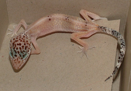 leopard gecko stick tail