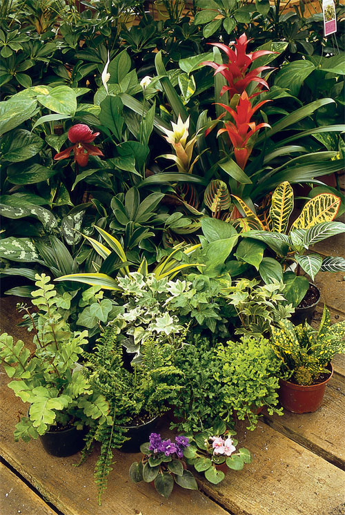 tropical houseplants 