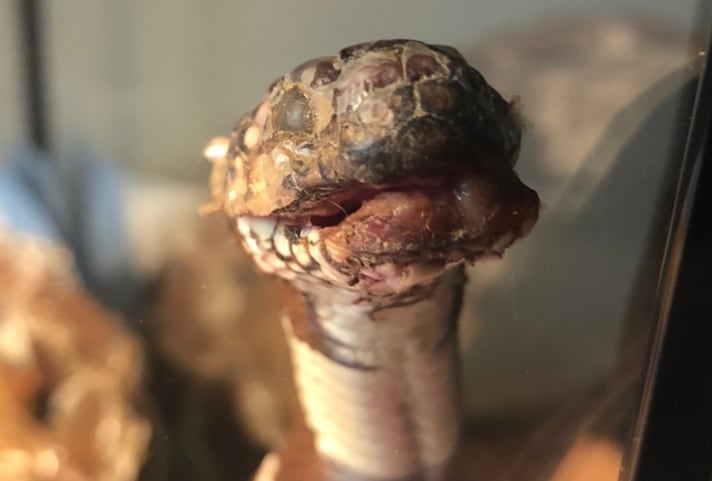 California kingsnake infected with Snake fungal disease