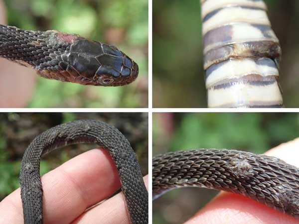 snake fungal disease