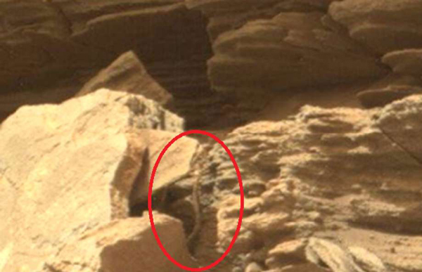 photo of snake on Mars