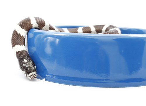 snake soaking in bowl