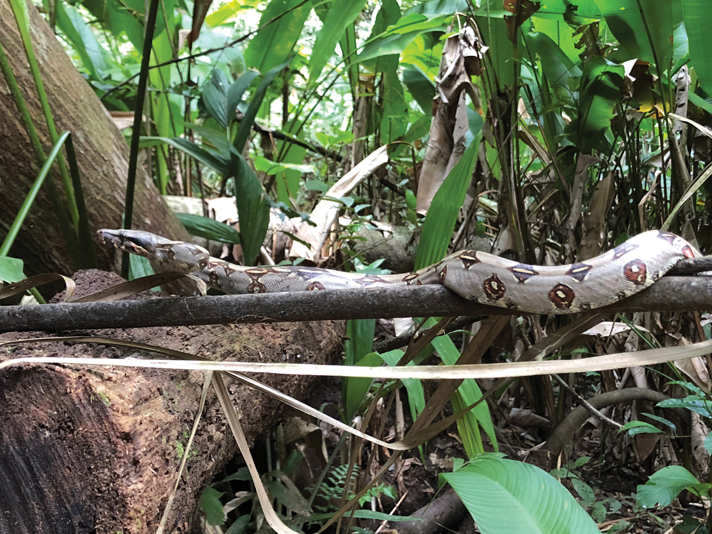 Herping The Peruvian Amazon Rainforest Reptiles Magazine