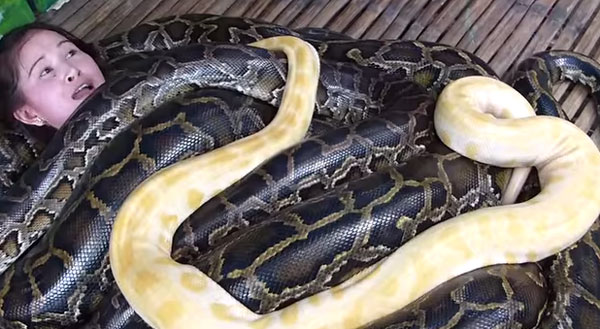 burmese python snake massage at Cebu City Zoo