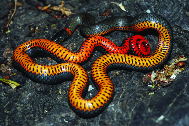 ringt neck snake