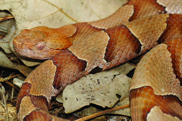 copperhead