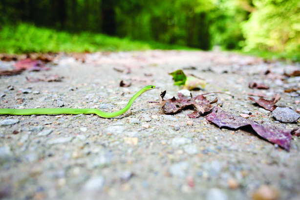 rough green snake