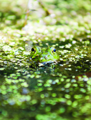 snake road frog