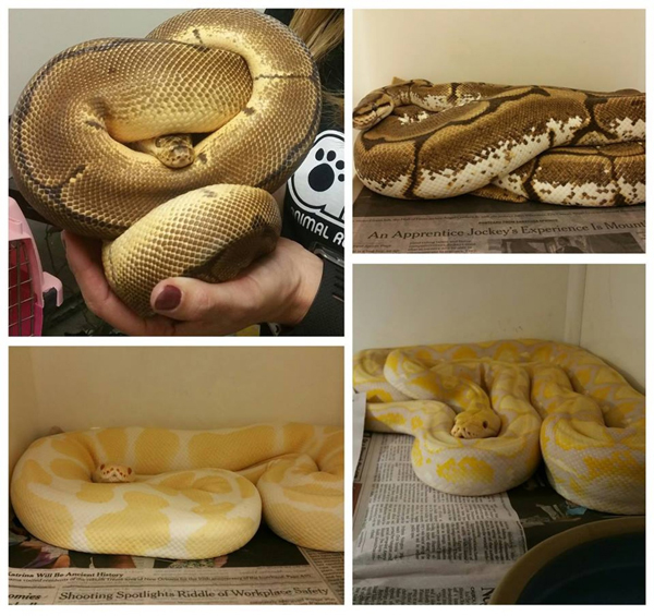 rescued snakes from Baltimore apartment building