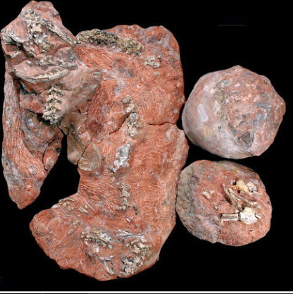 Original snake fossil in dinosaur nest