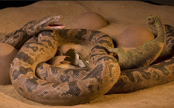 Chicago artist Tyler Keillor created this snake versus dinosaur recreation