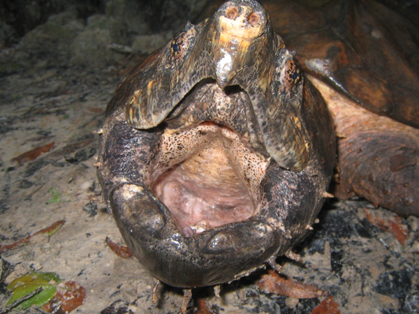 alligator snapping turtle 
