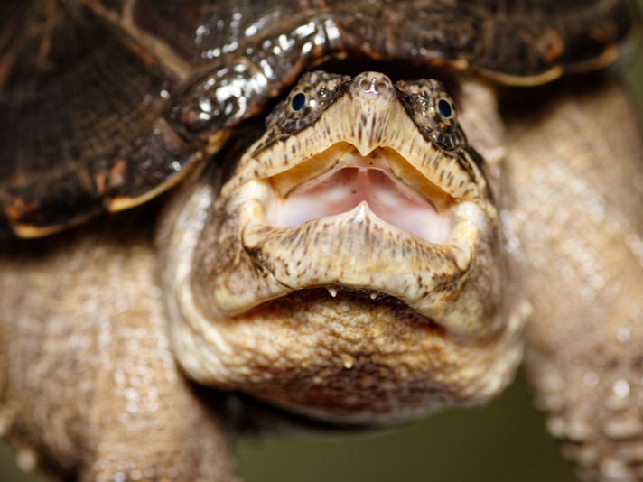 snapping turtle