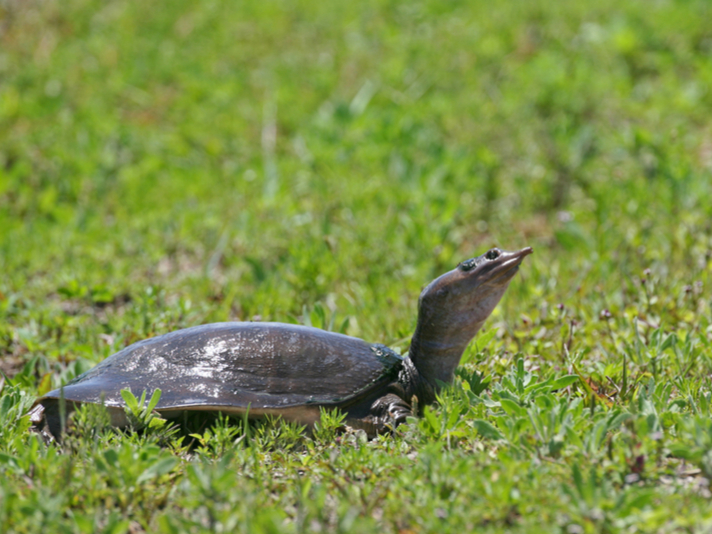 How to Take Care of a Softshell Turtle?  