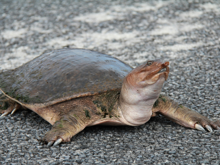 soft shell turtle